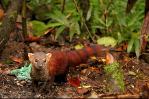 Кутовий мангуст: де живе хижацька звіра? Кутовий мангуст: де живе хижацька звіра?